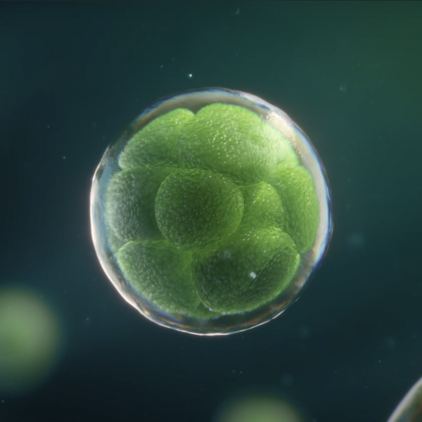 Biofuel Production From Algae: The Tiny, Green Organism