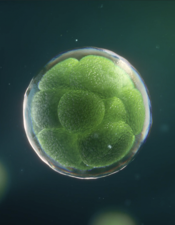 Biofuel Production From Algae: The Tiny, Green Organism