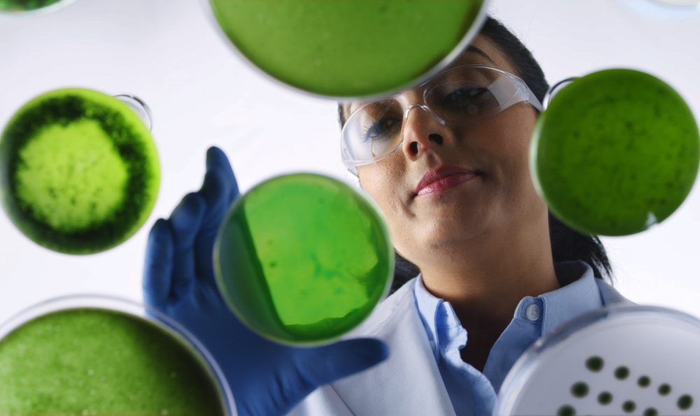 Từ đĩa petri tới ao: Công nghệ nuôi trồng tảo qua ảnh