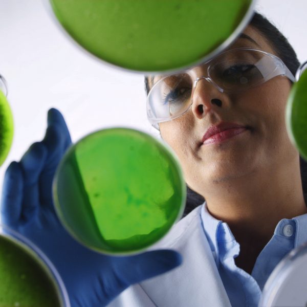 Algae Farming: From Petri Dish to Biofuel