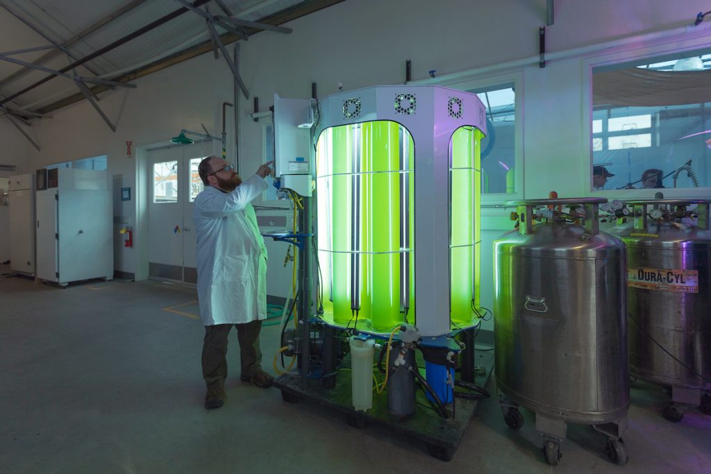 Algae being developed in the lab