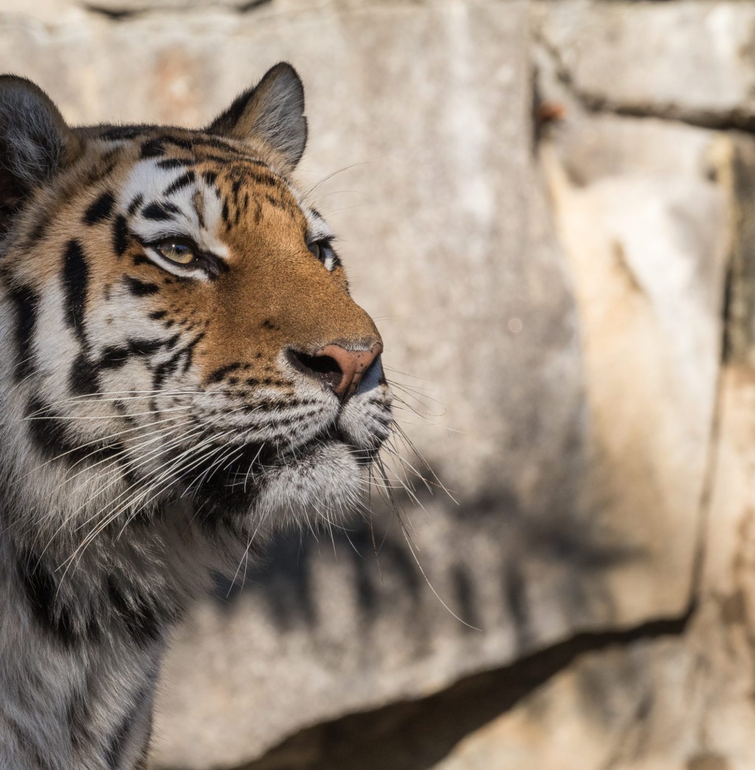 การอนุรักษ์เพื่ออนาคตของ “เสือ – เจ้าแห่งพงไพร”