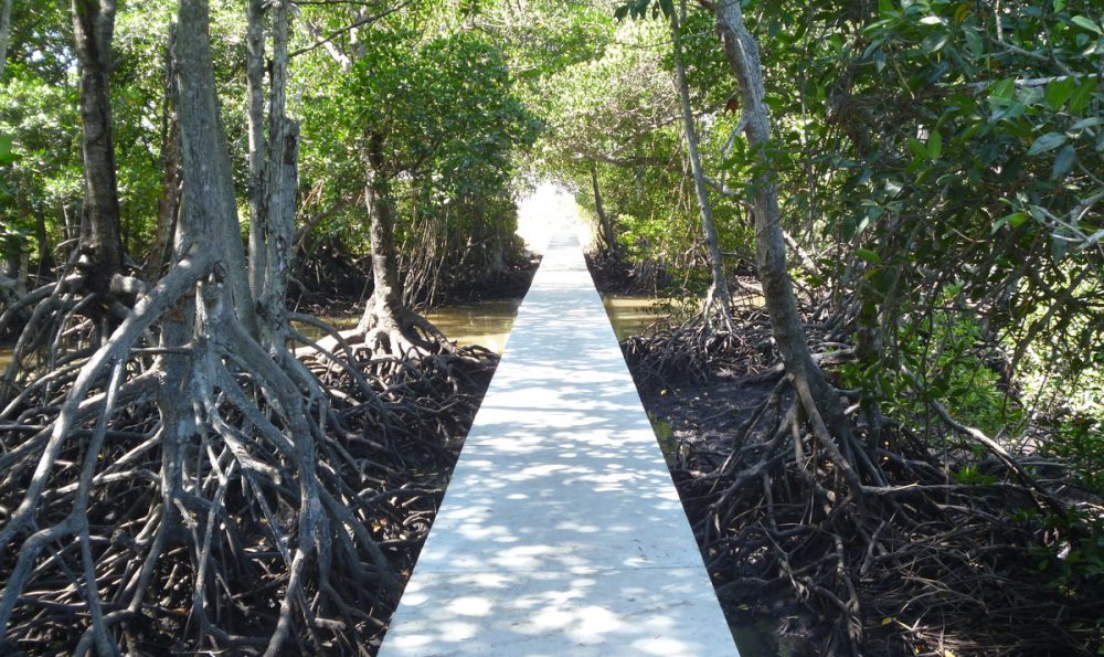 Mighty mangroves: Supporting communities, reducing CO<sub>2</sub>