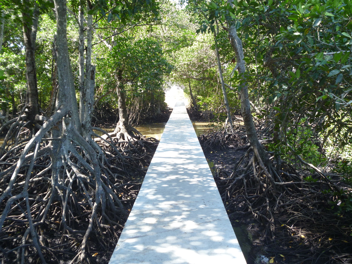 Mighty mangroves: Supporting communities, reducing CO<sub>2</sub>
